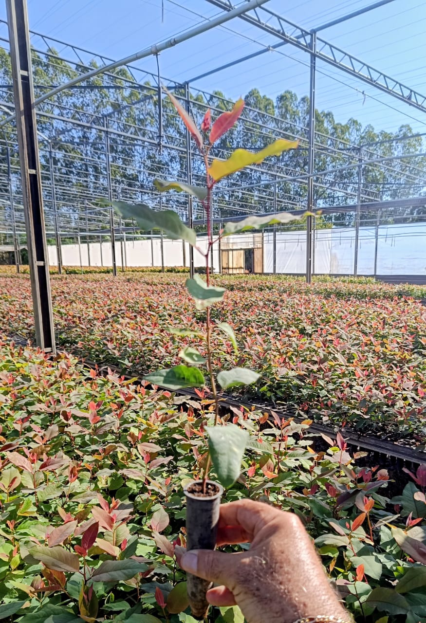 Muda Selecionada Plantbem