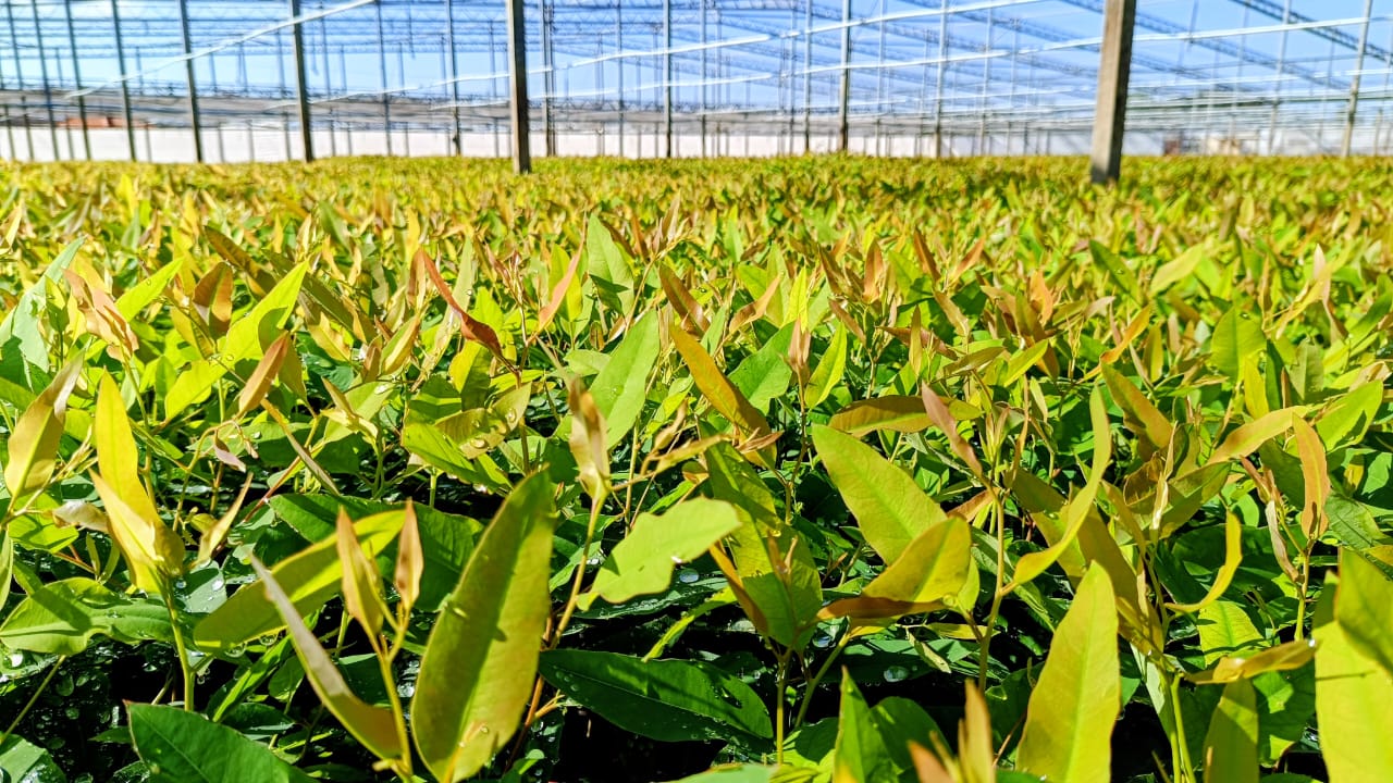 Estufas de Produção