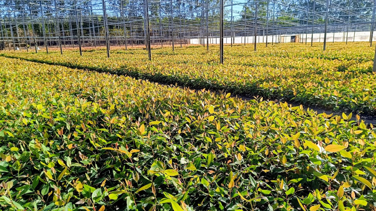 Corredores de Cultivo Automatizados
